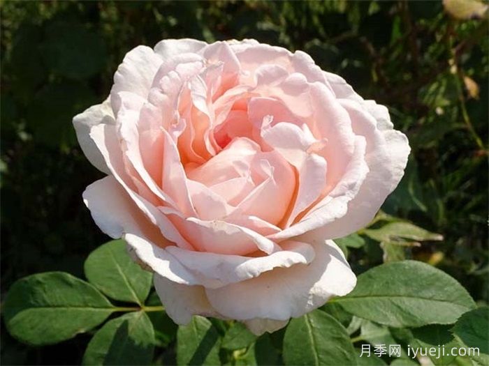 园丁安德雷月季/贝蒂白/安德烈勒诺特尔Andre Le Notre(图2)