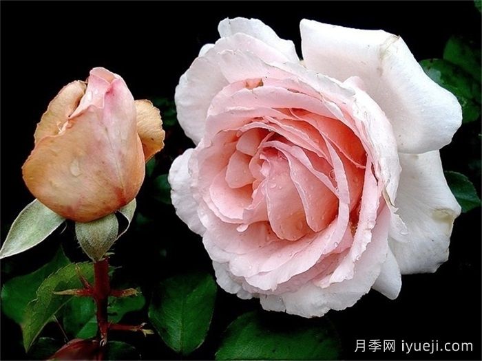 园丁安德雷月季/贝蒂白/安德烈勒诺特尔Andre Le Notre(图3)