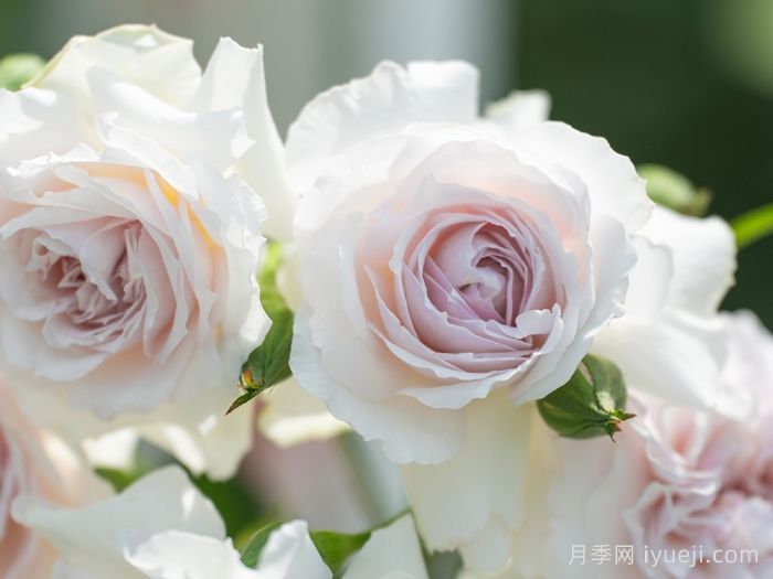 玉生烟月季(图1)