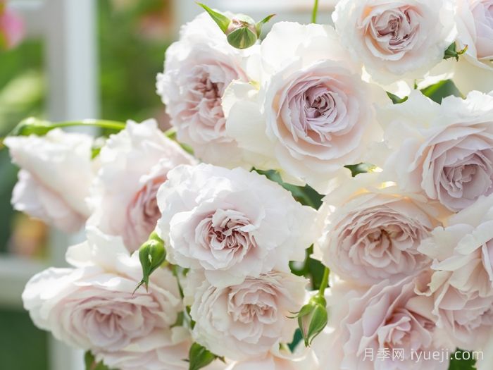 玉生烟月季(图2)