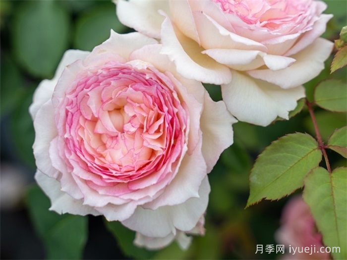 玉碗纱月季(图2)