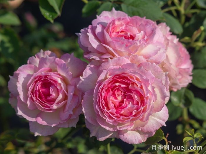 玉碗纱月季(图1)