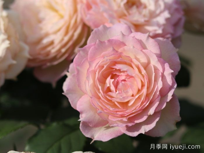 玉碗纱月季(图6)