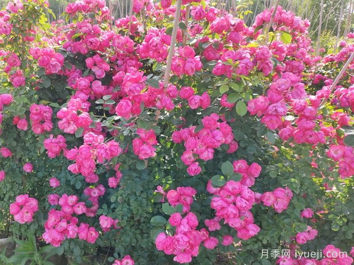 十二个月最具有代表性的花分别是什么？(图1)