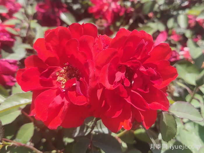 矮仙女月季Dwarf Fairy(图2)