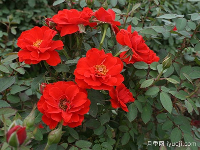 矮仙女月季Dwarf Fairy(图3)