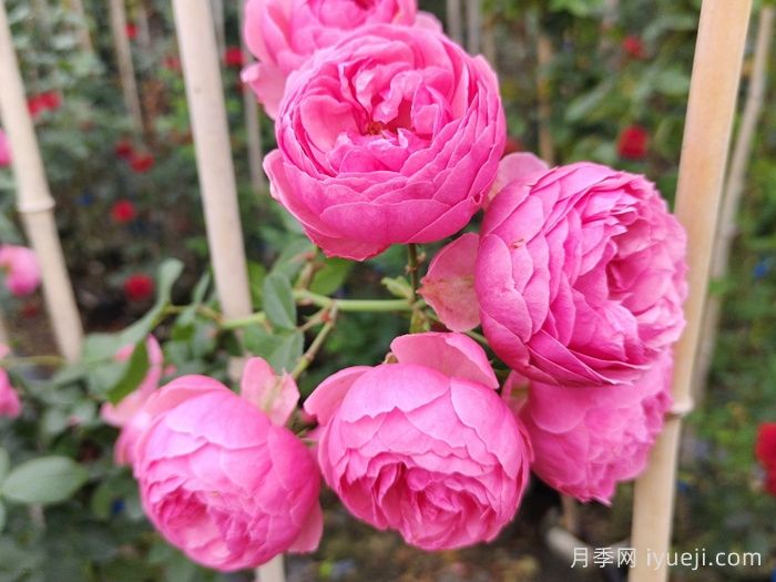 艾拉绒球月季Pomponella(图3)