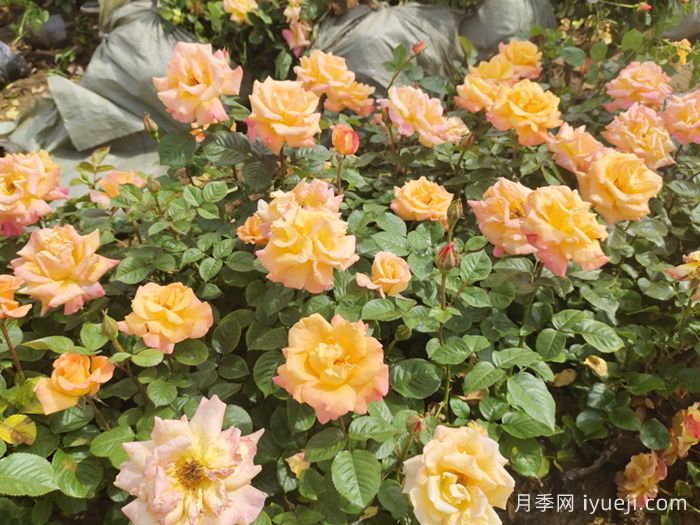 澳洲黄金月季Australian Gold(图5)