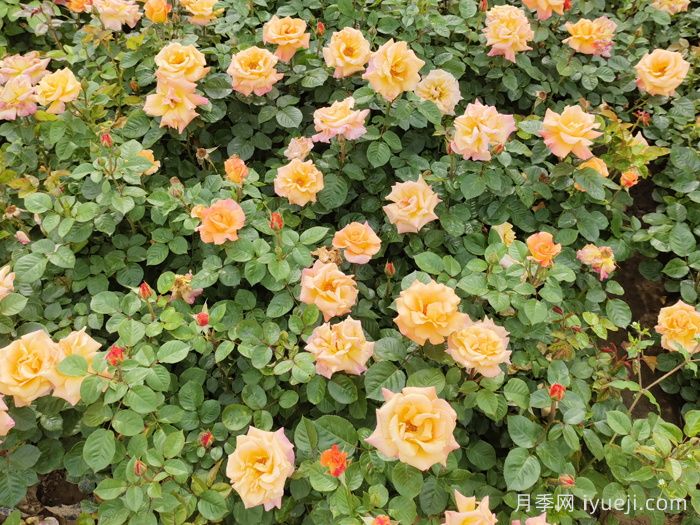 澳洲黄金月季Australian Gold(图4)