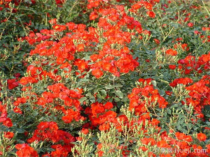 皇家巴西诺月季/巴西诺月季Royal Bassino(图3)