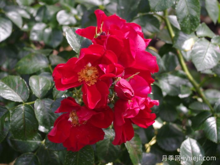 皇家巴西诺月季/巴西诺月季Royal Bassino(图2)