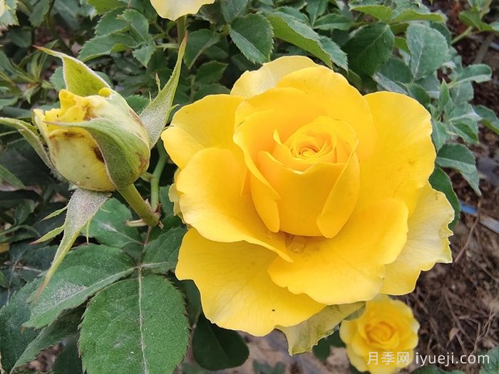 贝壳月季Shell(图1)