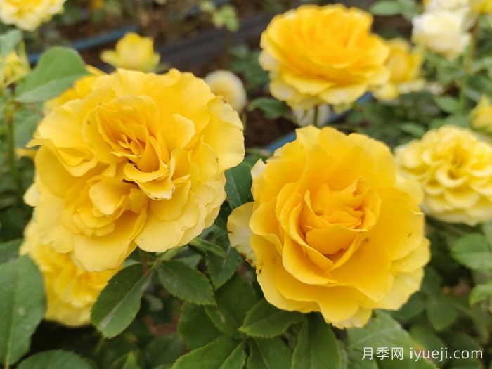 贝壳月季Shell(图2)