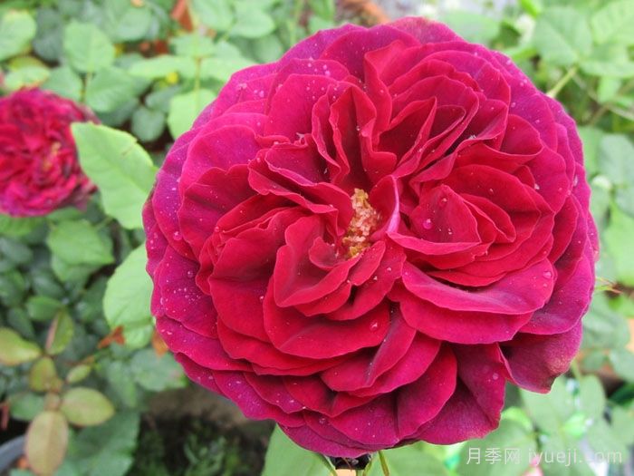 不眠之夜月季/黑鱼子酱月季/哈登伯格夫人Black Caviar(图1)