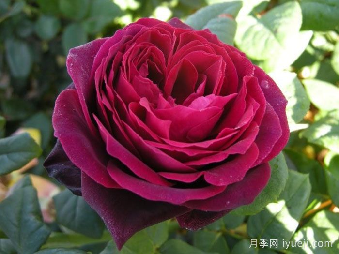 不眠之夜月季/黑鱼子酱月季/哈登伯格夫人Black Caviar(图3)