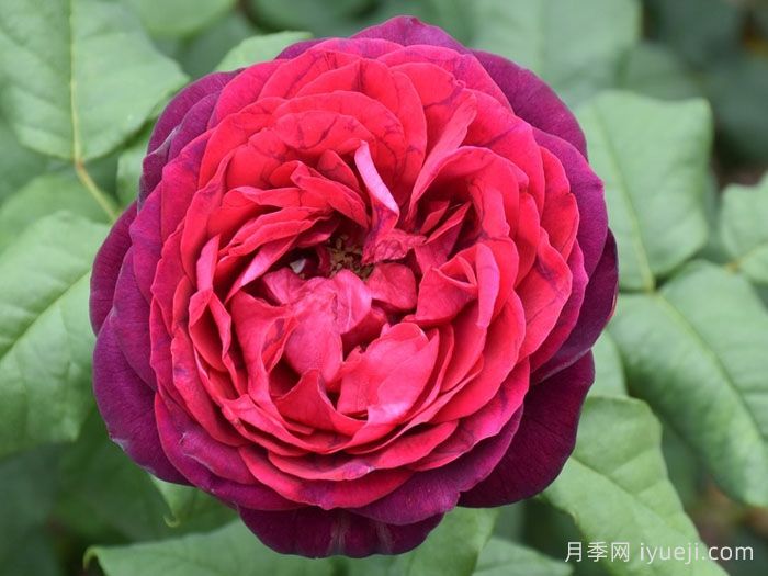 不眠之夜月季/黑鱼子酱月季/哈登伯格夫人Black Caviar(图5)