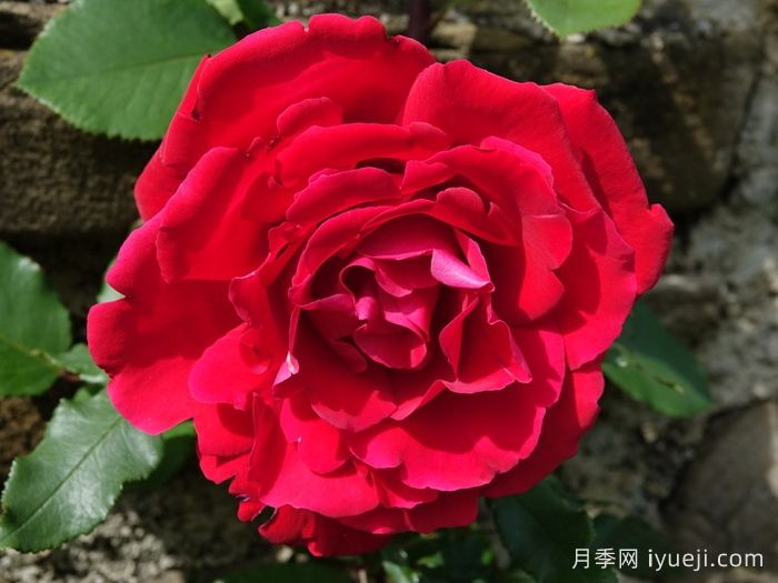 布达议员月季Senator Burda(图1)