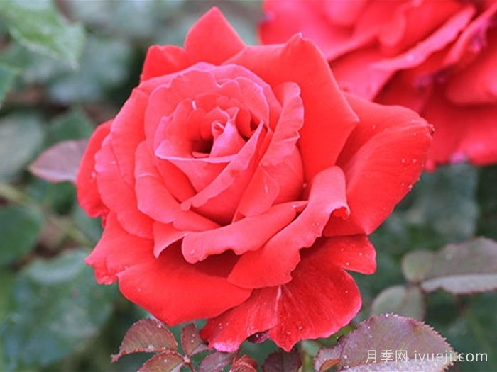 布达议员月季Senator Burda(图3)