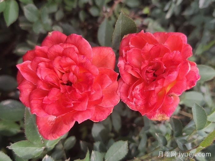 草裙舞女月季Hula Girl(图2)