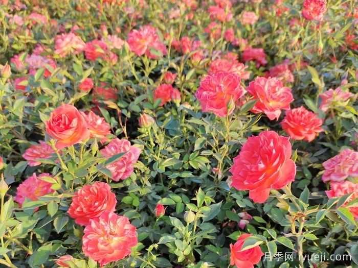 草裙舞女月季Hula Girl(图3)