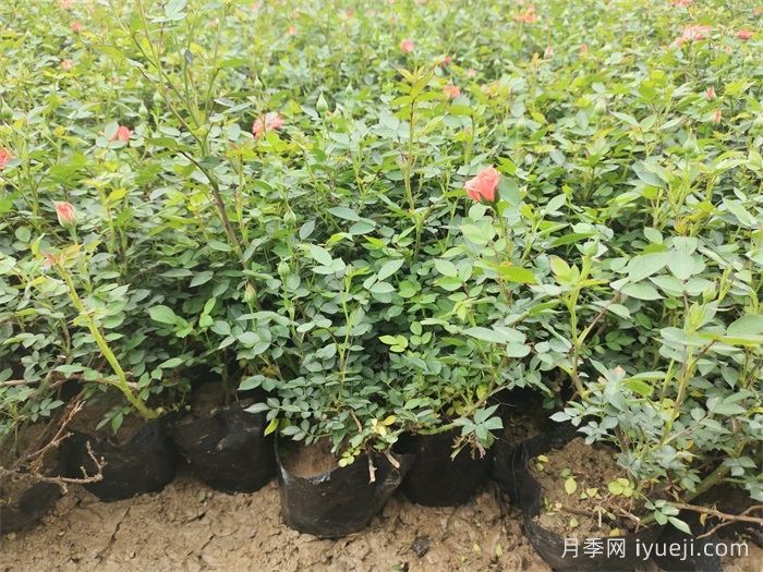 草裙舞女月季Hula Girl(图4)