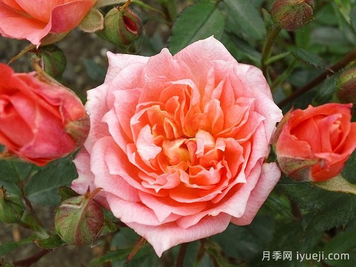 草裙舞女月季Hula Girl(图5)