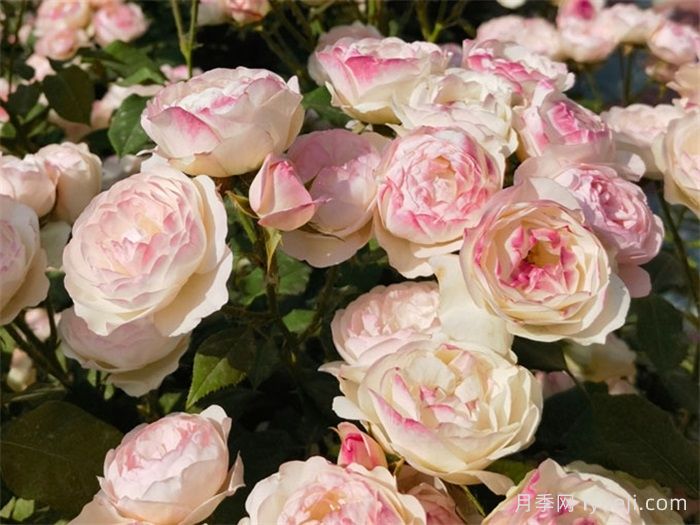 草莓杏仁饼月季Strawberry Macaron(图3)