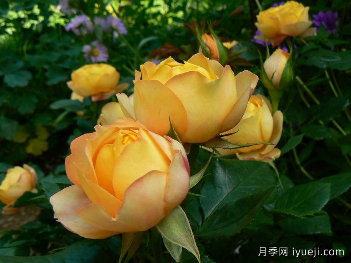 浪漫宝贝月季Baby Romantica(图3)