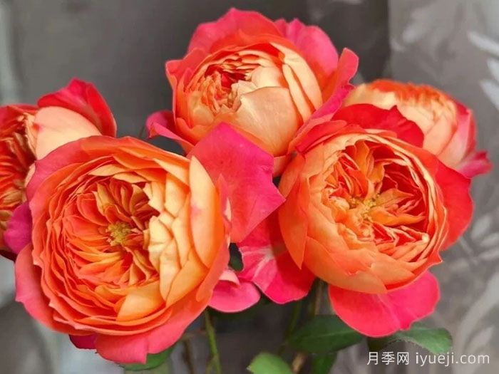 藤本浪漫宝贝月季/藤宝贝Baby Romantica(图2)