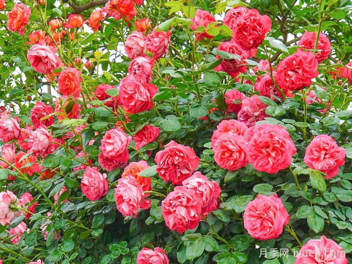 藤本浪漫宝贝月季/藤宝贝Baby Romantica(图3)