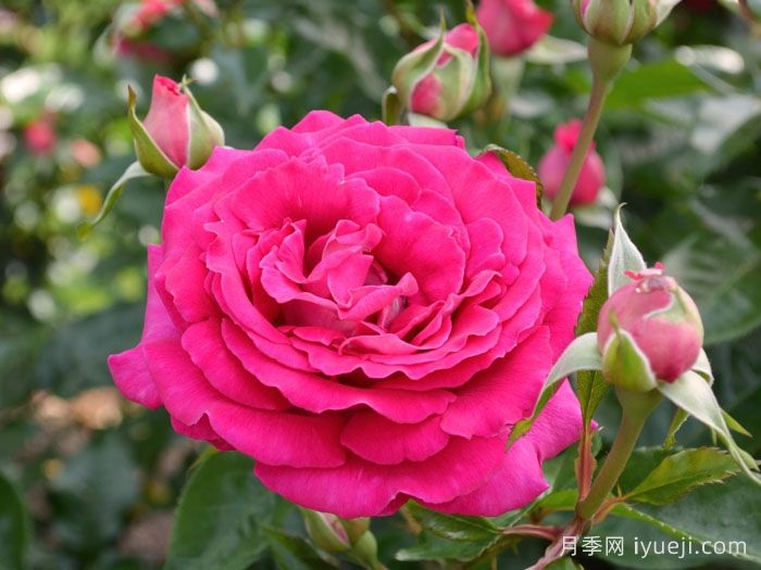 聪明选择月季/明智的选择月季Smart Choice(图1)