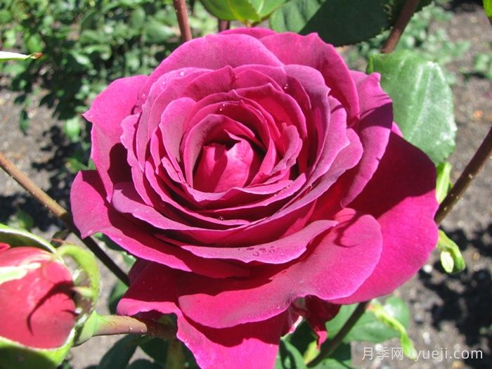 大紫光月季/大紫袍Big Purple(图3)