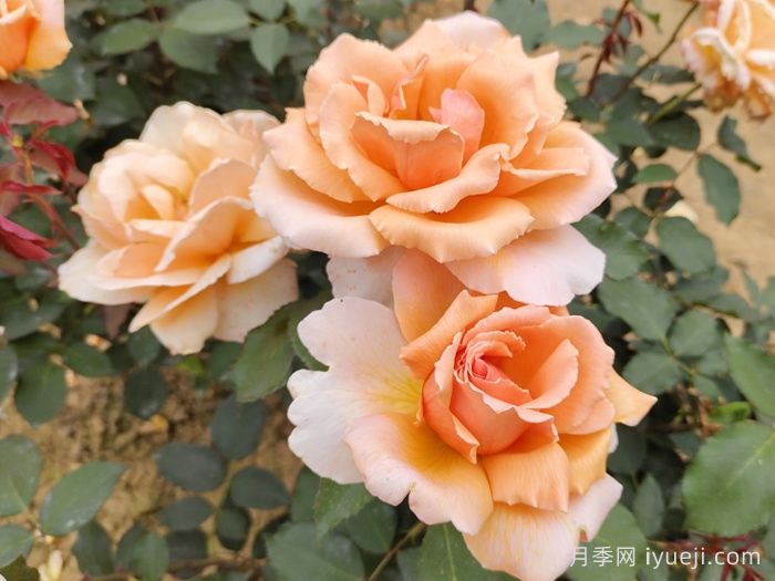 杰乔伊月季/杰斯特乔伊月季Just Joey(图2)