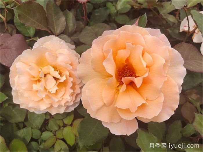 杰乔伊月季/杰斯特乔伊月季Just Joey(图4)