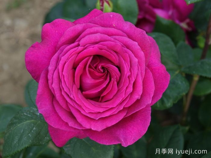 大紫光月季/大紫袍Big Purple(图1)