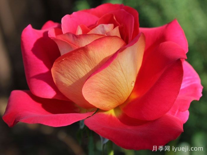 希望月季/吉普赛狂欢节Kibou(图2)