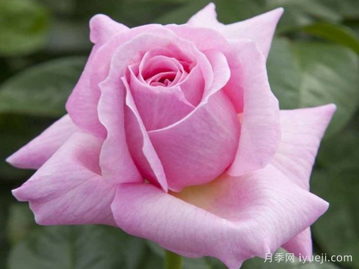粉色尤里卡月季/粉色尤瑞卡/粉红发现Pink Eureka(图2)