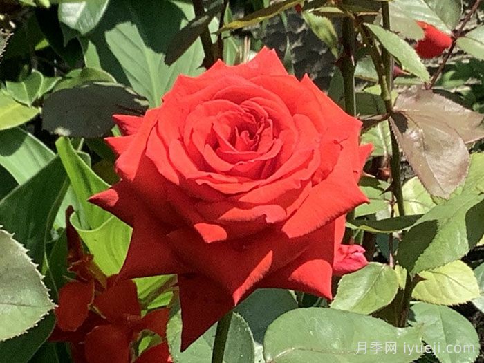 卡托尔纸牌月季/纸牌/巴卡拉Baccarat(图2)