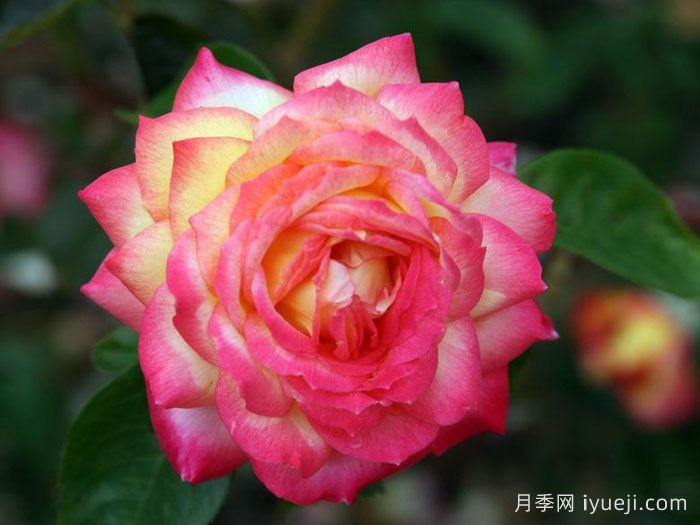 朝云月季/东方黎明月季Asagumo(图1)