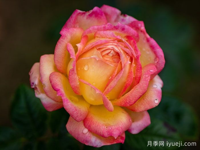 朝云月季/东方黎明月季Asagumo(图3)