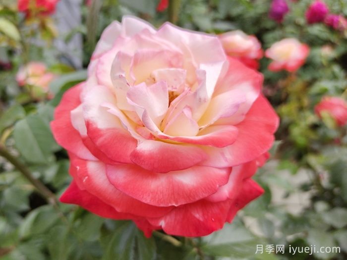 朝云月季/东方黎明月季Asagumo(图2)