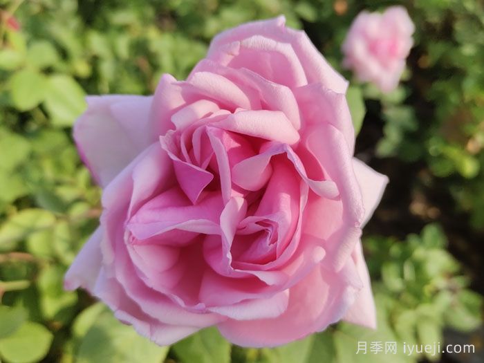 法兰西月季La France(图3)