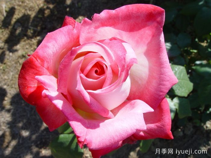 阿尔推斯75月季/阿尔蒂斯75/阿尔推司75Altesse75(图3)