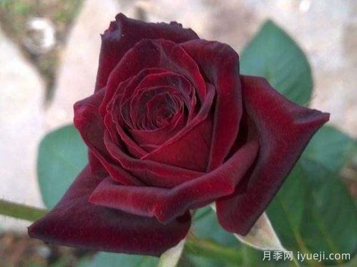 黑旋风月季Black Whirlwind(图2)