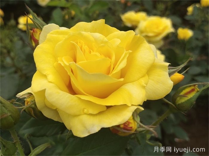 金徽章月季Golden Emblem(图1)