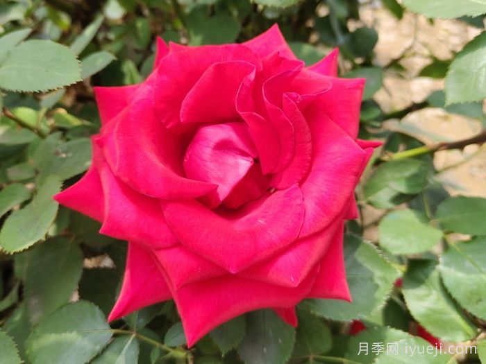 红衣主教月季Kardinal(图3)