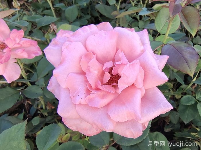 伊丽莎白女王月季/粉后月季Queen Elizabeth(图3)