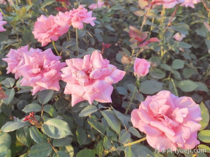 伊丽莎白女王月季/粉后月季Queen Elizabeth(图4)