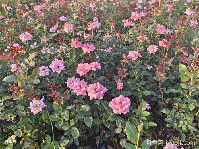 伊丽莎白女王月季/粉后月季Queen Elizabeth(图5)