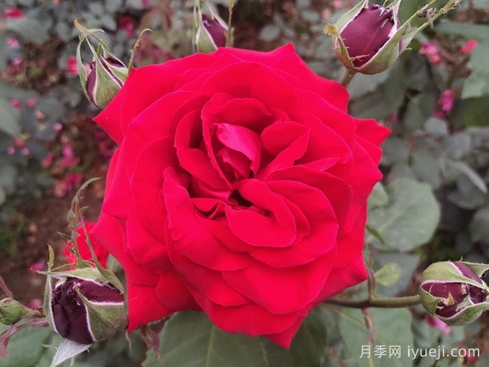 亚历克红月季/亚力克红Alecs Red(图3)